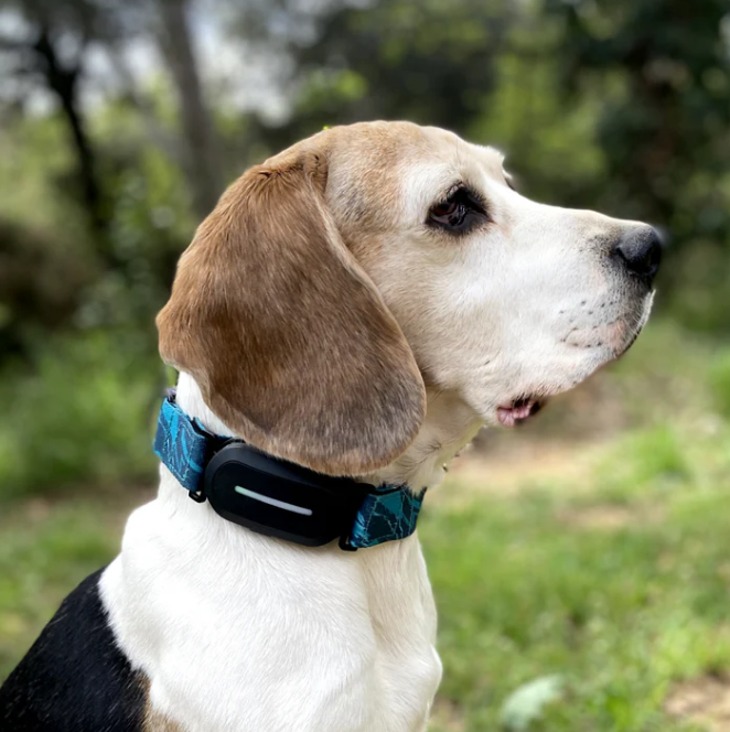 Collar GPS para perros