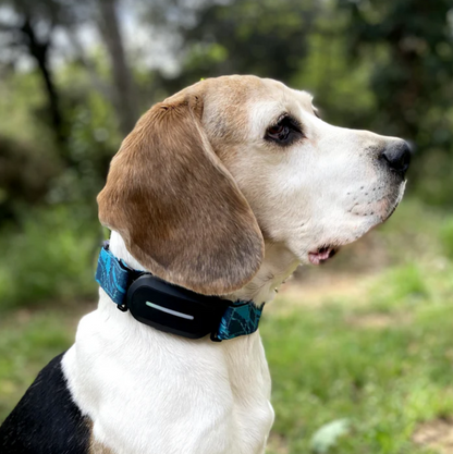 Collar GPS para perros