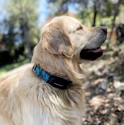 Collar GPS para perros